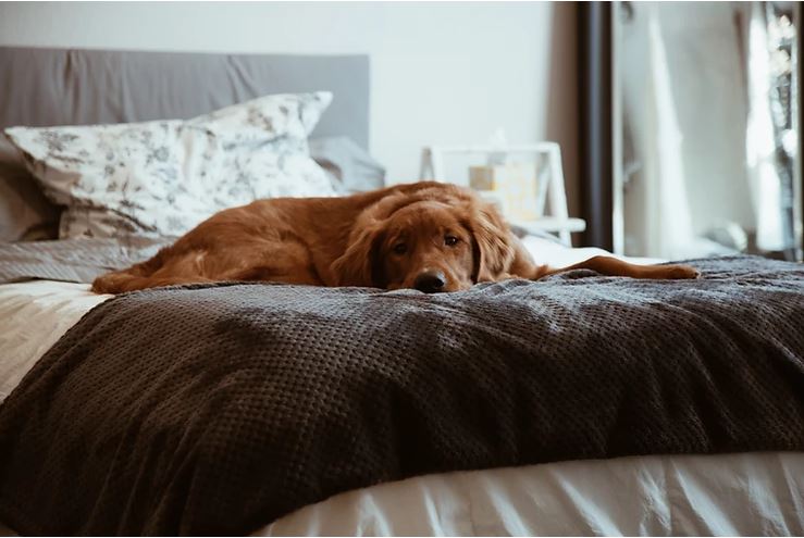 Lazy dog on a bed